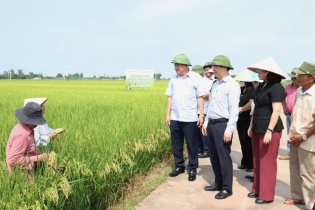 Hà Nội nhân rộng mô hình SRI cải tiến trong sản xuất lúa vụ xuân