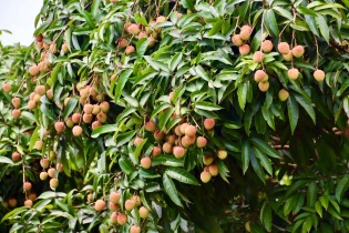 Bộ Nông nghiệp và Môi trường tăng tốc hỗ trợ tiêu thụ trái cây mùa vụ