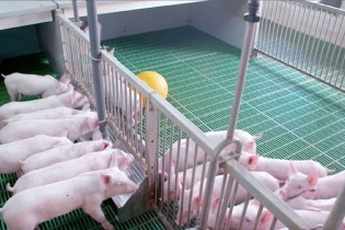 Đề xuất xây dựng chương trình quốc gia phòng chống dịch tả lợn châu Phi