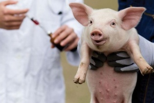 Giá giảm, dịch bủa vây, người chăn nuôi lợn loay hoay giữ đàn