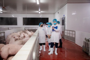 73% cơ sở giết mổ hoạt động chui gây hiểm họa cho sức khỏe người dân 73% cơ sở giết mổ hoạt động chui gây hiểm họa cho sức khỏe người dân