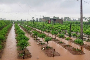 Hà Nội: Hàng trăm héc-ta hoa màu thiệt hại sau bão số 5