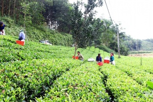 Văn Hán, Thái Nguyên trên hành trình xây dựng vùng nông nghiệp đa giá trị