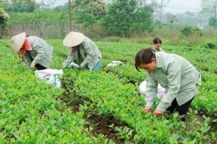 Thái Nguyên: Giảm nghèo bền vững bắt đầu từ chuyển đổi số nông nghiệp
