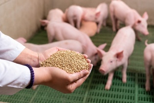 Giá cám tăng, ngành chăn nuôi đối mặt sức ép tự chủ nguyên liệu