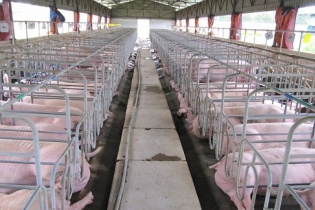 Doanh nghiệp chăn nuôi âm vốn chủ sở hữu vì "khủng hoảng thịt lợn"