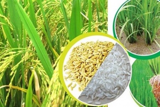 Giá trị xuất khẩu gạo 5 tháng tăng 40%