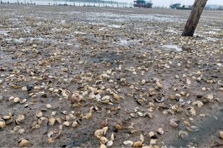 Ngao chết trắng đồng, người dân “trắng tay”