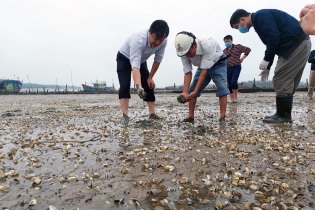 Xác định nguyên nhân ban đầu khiến ngao chết trắng bãi tại Thanh Hoá