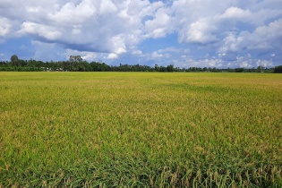 Đồng Tháp xác định 7 lĩnh vực ưu tiên thu hút đầu tư vào nông nghiệp