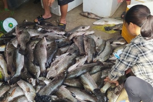 Thanh Hóa: Cá lồng chết hàng loạt, tạm dừng hoạt động hai công ty xả thải trái phép