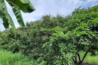 Hậu Giang hỗ trợ nông dân tiêu thụ nông sản