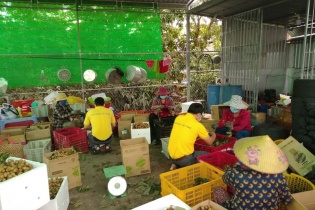 Đồng Tháp: Nhiều giải pháp hỗ trợ tiêu thụ nông sản trên sàn thương mại điện tử