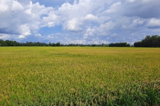 Đồng Tháp được phép chuyển 31,41 ha đất trồng lúa sang đất phi nông nghiệp
