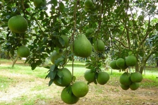Bến Tre: Hướng tới 100% nông sản chủ lực tham gia các sàn thương mại điện tử