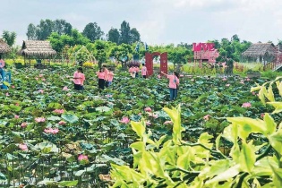 Đồng Tháp đầu tư gần 98 tỷ đồng cho Dự án phát triển sản phẩm OCOP từ sen
