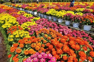 Lễ hội hoa Xuân TP. Sa Đéc sẽ khai mạc ngày 22/1/2022