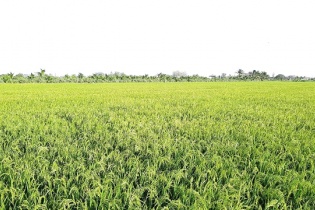 Đồng Tháp đề xuất dự án đầu tư hạ tầng vùng nguyên liệu nông nghiệp 350 tỷ đồng