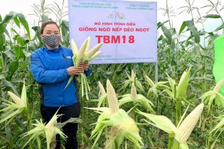 Giống ngô nếp lai TBM18 của Tập đoàn ThaiBinh Seed được công nhận lưu hành