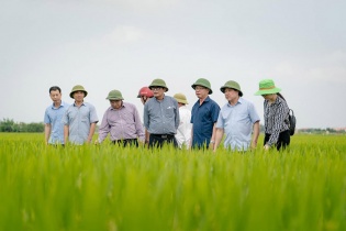 Sơ kết vụ Đông Xuân 2021-2022, triển khai vụ Hè Thu, vụ mùa các tỉnh phía Bắc