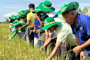 Nhà nông phấn khởi thu lợi nhờ mô hình liên kết sản xuất lúa chất lượng cao của PVCFC