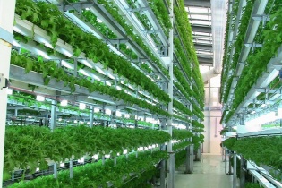 Hậu Giang chấp thuận chủ trương đầu tư Dự án nông nghiệp ứng dụng công nghệ cao