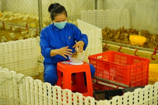 Chăn nuôi giữa thời bão giá: Liên kết bền vững con giống - thức ăn - đầu ra