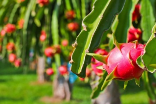 Chuyển đổi số giúp nông nghiệp mở thị trường xuất khẩu