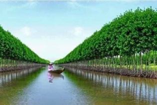 Cà Mau: Hơn 2.000 tỷ đồng cho Chương trình phát triển lâm nghiệp bền vững từ 2021-2025