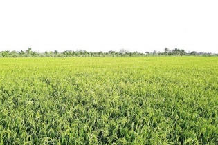 Đồng Tháp đầu tư trên 20 tỷ đồng thực hiện Hệ thống nền tảng nông nghiệp số