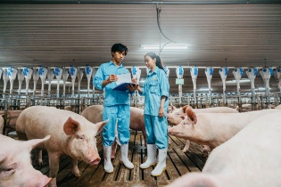 Japfa Việt Nam hỗ trợ người chăn nuôi tái đàn