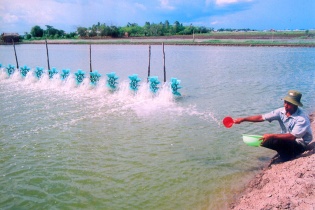 Cà Mau phấn đấu sản lượng nuôi trồng thủy sản đạt 570.000 tấn/năm vào năm 2030