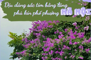 [Ảnh] Dịu dàng sắc tím bằng lăng phủ kín phố phường Hà Nội