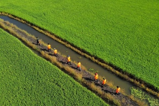 Lộc Trời đẩy mạnh cấu trúc tài chính, tham gia sâu vào Đề án 1 triệu ha lúa chất lượng cao