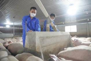 Nuôi heo Japfa là muốn nuôi tiếp