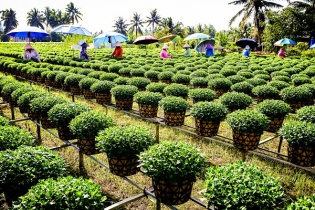 Bến Tre: Làng Hoa kiểng Chợ Lách nhộn nhịp vào Xuân