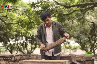 Hành trình kết nối xanh: Nghề đặc biệt mùa hoa nhãn ở Hưng Yên
