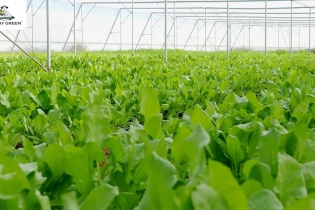 DannyGreen mở rộng diện tích canh tác, ổn định nguồn cung rau hữu cơ cho người việt