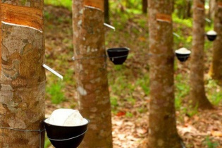 Cao su Phước Hòa chờ “điểm tựa” từ bất động sản công nghiệp