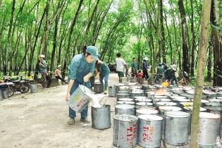 Công ty cổ phần Đầu tư Cao su Đắk Lắk: Rủi ro khi giá cao su đảo chiều