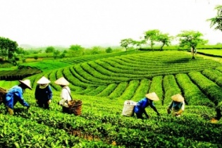 Bề nổi của kinh tế tập thể