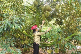 Cây chủ lực ở Tây Nguyên chưa thoát cảnh “đầu voi đuôi chuột”