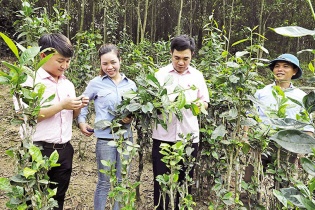 Tín dụng chính sách bám rễ những vùng đất khó khăn