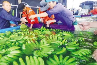 Gian nan quá trình gọi vốn của Hoàng Anh Gia Lai