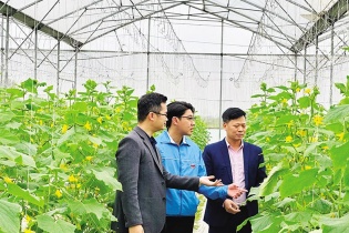 Ngân hàng Chính sách xã hội: Bệ đỡ cho thanh niên khởi nghiệp