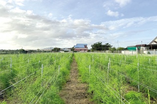 Tín dụng chính sách và hành trình thu về “trái ngọt”