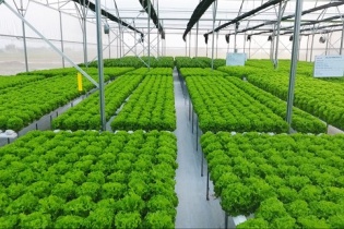 Dở dang dự án nông nghiệp công nghệ cao tại TP.HCM