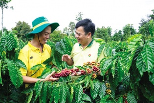 Phân bón Cà Mau - doanh nghiệp sản xuất xanh, phát triển bền vững