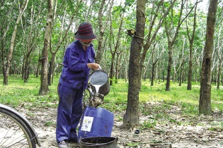 Giải mã sóng cổ phiếu doanh nghiệp nhà nước