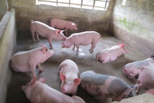 Phát hiện chất cấm trong chăn nuôi tại Thanh Hóa